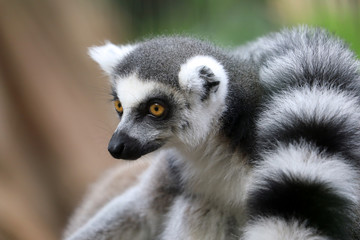 Obraz premium Ring Tailed Lemur