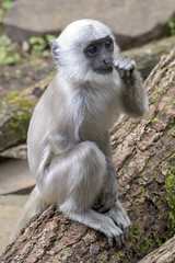 A Hanuman Langur