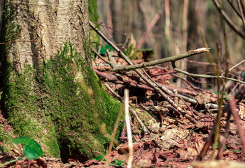 Green moss on a tree in a spring forest