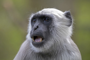 A Hanuman Langur