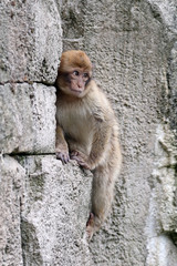 A Barbary Monkey