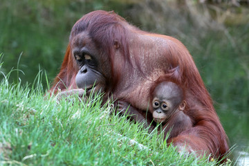 Orangutan mother with baby