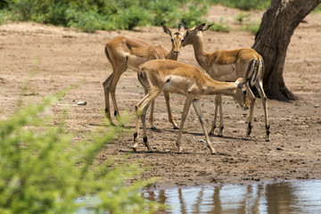 Impala, Aepyceros melampus, Afrique du Sud