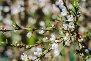 cherry blossoms spring
