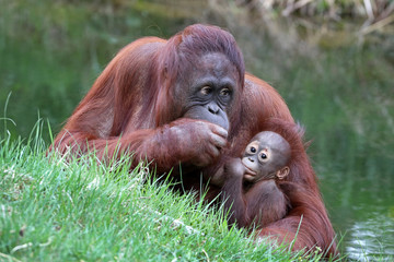 Orangutan mother with baby © Edwin Butter