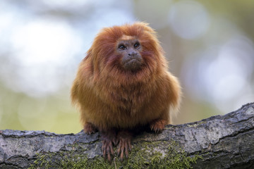 Golden Lion Tamarin