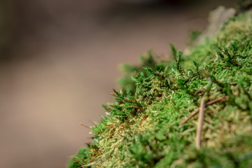 The plant on the rocks close up