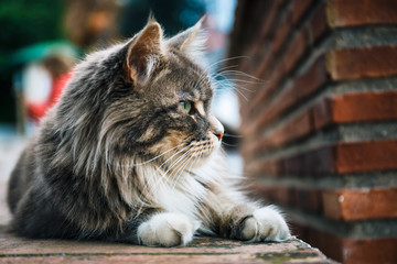 Obraz premium Portrait of Cat Maine Coon resting on stone wall