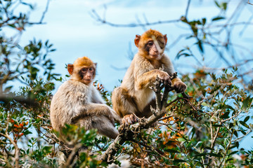 Obraz premium Portrait of a young macaque. Macaques are one of the most famous attractions of the British overseas territory
