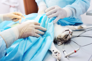 surgeons in the operating veterinary clinic do the operation of the cat under general anesthesia. Animal Health