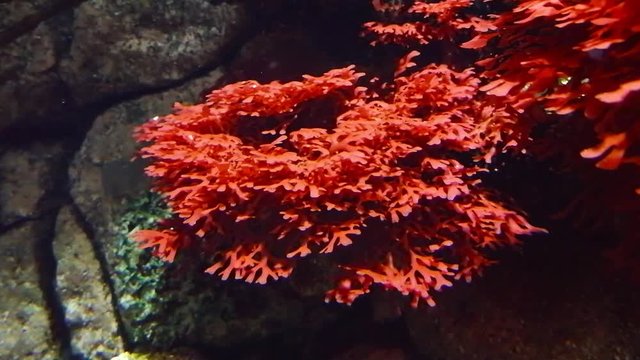 Detalhe de corais vermelhos no oceanário de Lisboa