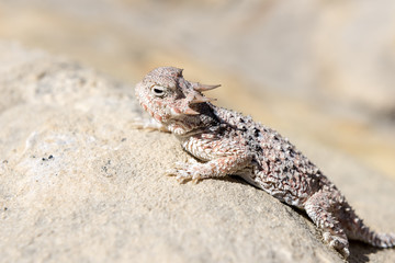 Desert Horned Lizard