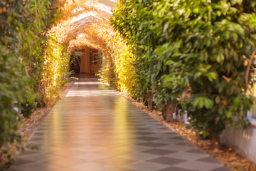 Bushes of plants along a long gallery under a glass roof. Arch of green trees.