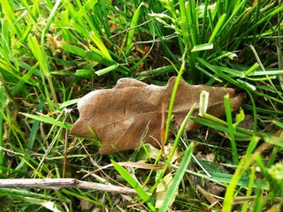 oldleaf