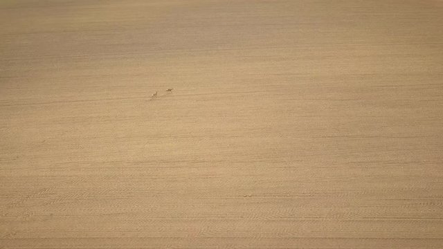 running deer in the field