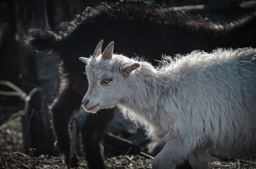 white and black goats feeding on the farm