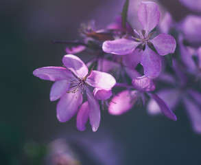 Fototapeta na wymiar cherry branch with pink flowers on a spring day