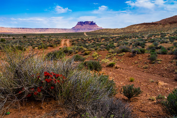 I captured this image of pretty wildflowers growing sparsely in the remote Maze District of the Canyonlands National Park in Utah.