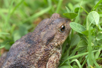 The little Toad in the Detail