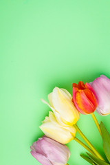 Multicolored tulips on a blue background, postcard. Copy space, top view.
