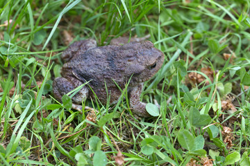The little Toad in the Detail