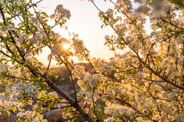 Blooming tree on sunrise
