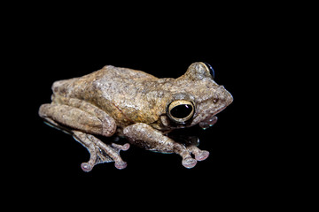 Obraz premium Annam flying frog, Rhacophorus annamensis, on black