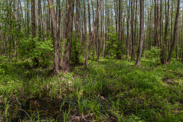 Landscape with alder forest