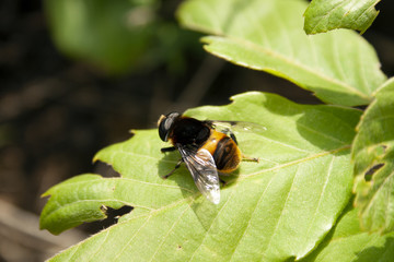 クマバチの日向ぼっこ
