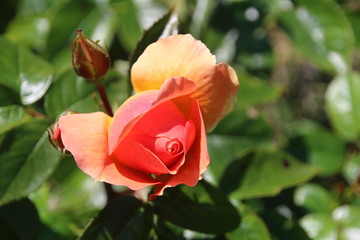 englische Strauchrose