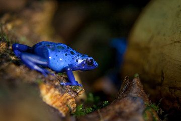 Blue Poison dart frog, Dendrobates tinctorius Azureus