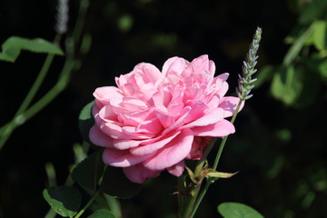 englische Strauchrose