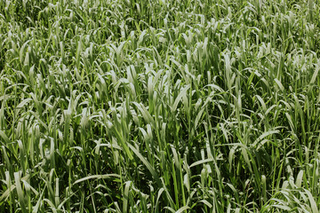 Green reed grass by the river. Nature pattern texture.