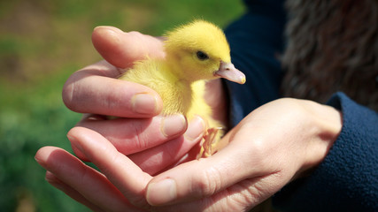 Newborn cute duckling
