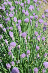 Kwitnący szczypiorek