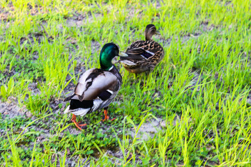 ducks walk on the green grass