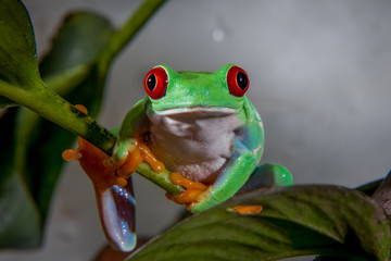 Fototapeta premium Beautiful red eyed tree frog