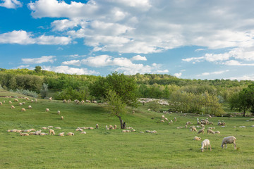 Sheep and goats graze on green grass in spring	