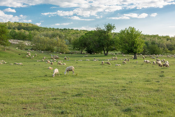 Obraz premium Sheep and goats graze on green grass in spring 