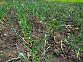 Field with green garlic, young garlic, sprouts of garlic on dark earth, agriculture