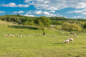 Sheep and goats graze on green grass in spring	