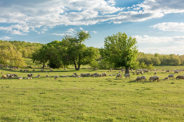 Fototapeta premium Sheep and goats graze on green grass in spring 