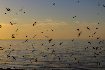 a flock of birds at sunset to the sea fly