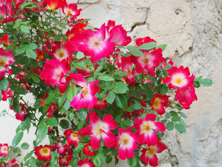 Kletterpflanze: Pink Blühende Mandevilla an alter Fassade