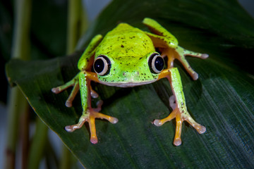 Lemur leaf frog © Farinoza