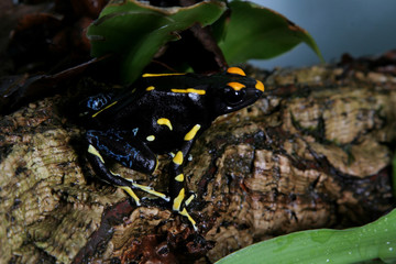Alanis dyeing poison dart frog, Dendrobates tinctorius