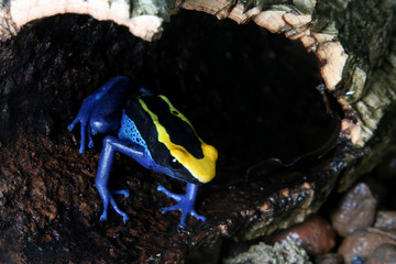 Brazillian dyeing poison dart frog, Dendrobates tinctorius