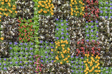 Young flowering seedlings with colorful flowers in pots for flowerbeds of the city, natural floral patterns. Beautiful seasonal floral texture and background for different topics