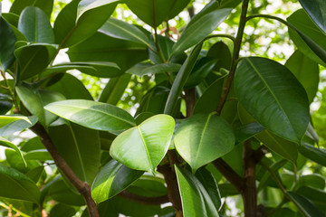 Green Ficus background