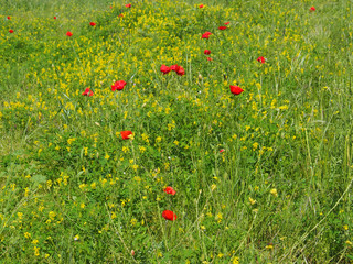 Sommerliche Wiese mit Mohnblumen